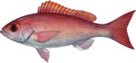 Vermillion Snapper