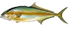 Amberjack — caught offshore on 8-hour trips