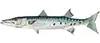 Barrcuda — targeted on live bait Big Fish trips