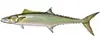 King Mackerel — targeted on 3/4 day charters