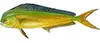 Mahi-Mahi