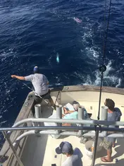 2017 Carolina Beach Fishing Photo - Wild Rover III