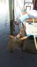 2018 Carolina Beach Fishing Photo - Wild Rover III