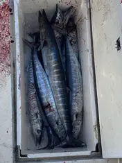 2022 Carolina Beach Fishing Photo - Wild Rover III
